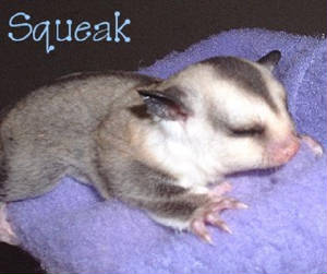 web_squeak3wks2-1.jpg